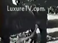 Zoo Porn - Blondie gets wild with a horsy